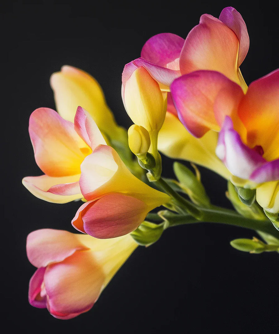 FREESIA